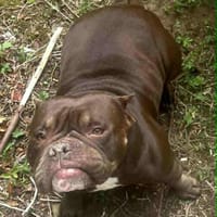 TALYA, chienne à adopter