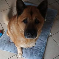 TIMBA, chien à adopter