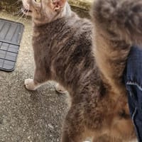 MYSTIC, chat à adopter