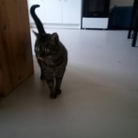 GRIBOUILLE, chat à adopter