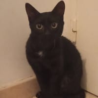 BAKI, chat à adopter