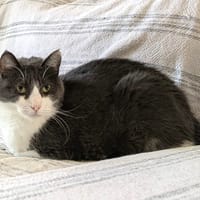 Rosa, chatte à adopter