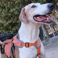 PONGO, chien à adopter