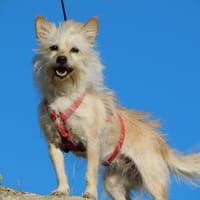 CHIA, chienne à adopter