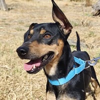 PEQUE, chien à adopter