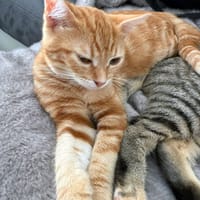 ZAO**, chatte à adopter