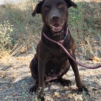 LIAM ET CUCA, chien à adopter