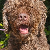 SIMBA, chien à adopter