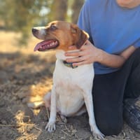 BELLA, chienne à adopter