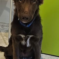 ORUS, chien à adopter