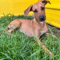 🐾 À L’ADOPTION – HESTIA, une petite intrépide au cœur débordant d’amour ! 🐾, chienne à adopter