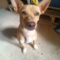 TALCO, chien à adopter