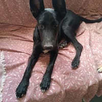 BATMAN, chien à adopter