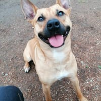 Leidy, femelle croisée créole, née le 26/02/2023 🌸, chienne à adopter