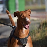 COCO, chien à adopter