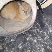 Lia chatte adulte, chatte à adopter
