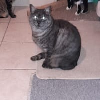 Ariel chatte adulte, chatte à adopter