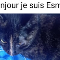 Esmée Chatte adulte, chatte à adopter