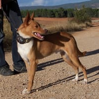 COLIBRI, chien à adopter