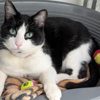 WALLY, chat à adopter