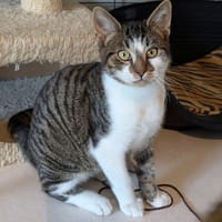 ALIX, chat à adopter