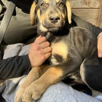 Benito, chien à adopter
