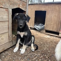 Sparky, chien à adopter