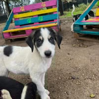 Woo, chien à adopter