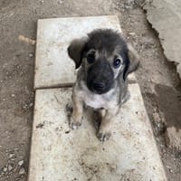 Whiskey, chien à adopter