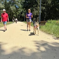 Felek, pies do adopcji