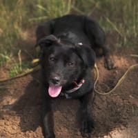 Neron, pies do adopcji