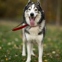 Apacz, pies do adopcji