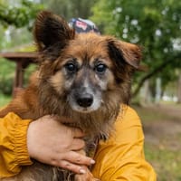 Borysek, pies do adopcji