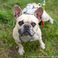 Leo, pies do adopcji