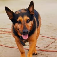 Tulma1 sucht ein Zuhause/Pflegestelle, Hündin zur Adoption