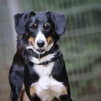 Luna sucht ein Zuhause, Hündin zur Adoption