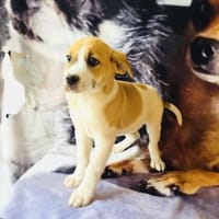 Tommy ein lieber Rüde, Hund zur Adoption