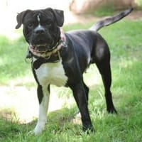 Lennox sucht ein stabiles Zuhause, Hund zur Adoption