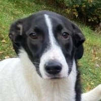 Zuckerschnute MIA 2, Hund zur Adoption