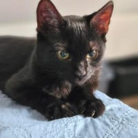 Happy, Kater zur Adoption