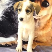 Lolli sucht ein Körbchen, Hündin zur Adoption