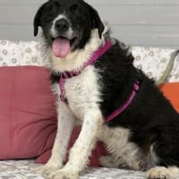 Kira - pure Liebe auf vier Pfoten, Hündin zur Adoption