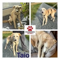 Taio junger Retriever Mischlings Rüde, Hund zur Adoption