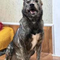 Rex - Wirbelwind mit Herz, Hund zur Adoption