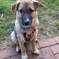 Melde dich für Conny!, Hündin zur Adoption