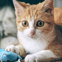 Tia, Katze zur Adoption