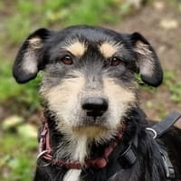 MIRUNA möchte kuscheln, Hündin zur Adoption