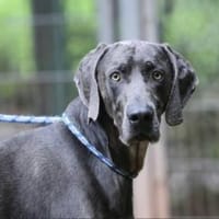 Gino sucht ein standfestes Zuhause, Hund zur Adoption