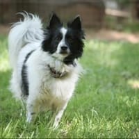 Putziger Skittle, bist Du seine Familie?, Hund zur Adoption