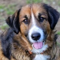 MISCHKA sucht Familie, Hündin zur Adoption